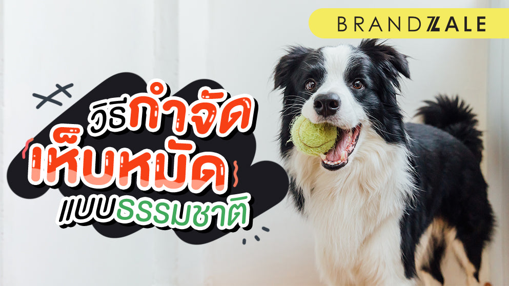 คู่มือวิธีกําจัดเห็บ หมัด สุนัข แบบธรรมชาติ ปลอดภัยทั้งกับคนและสัตว์เลี้ยง