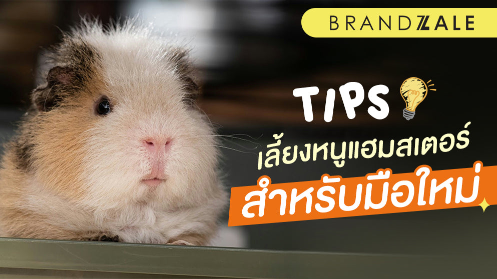 สิ่งที่คุณควรรู้ในการเลี้ยงหนูแฮมเตอร์สำหรับมือใหม่