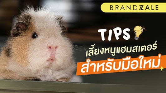 สิ่งที่คุณควรรู้ในการเลี้ยงหนูแฮมเตอร์สำหรับมือใหม่