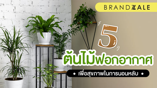 ช่วยเหลือระบบหายใจในห้อง ด้วยต้นไม้ฟอกอากาศ เพื่อสุขภาพที่ดี