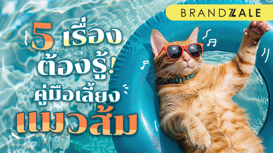 คู่มือการเลี้ยงแมวส้ม 5 เรื่องที่ต้องใส่ใจในการดูแลแบบครบวงจร