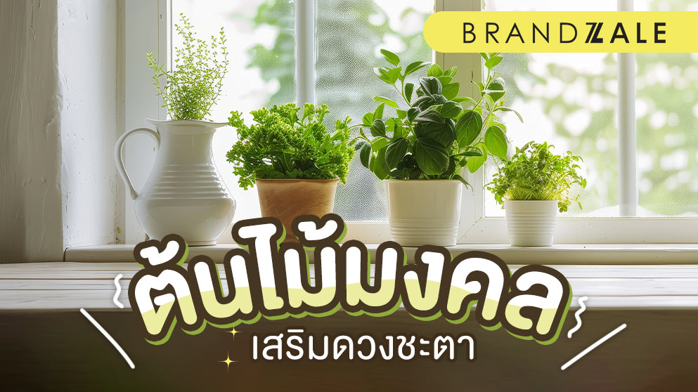 เลือกต้นไม้มงคลปลูกหน้าบ้าน เสริมดวงชะตาให้ปังๆ
