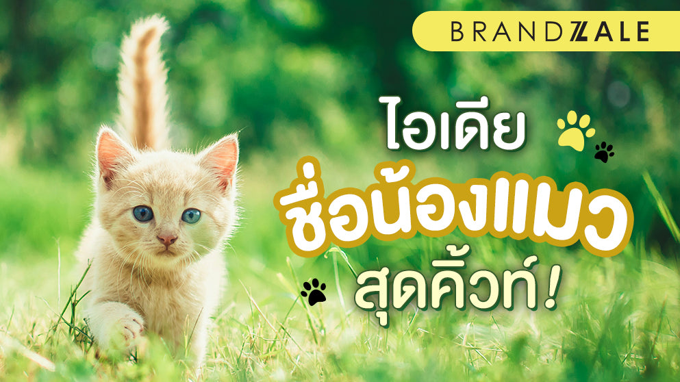 แนวทางการตั้งชื่อแมวสุดน่ารักที่คุณจะตั้งให้เจ้าเหมียวตัวโปรด