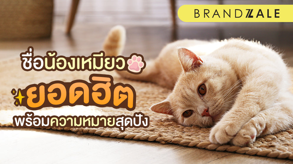 ไอเดียที่คุณไม่ควรพลาด กับเทรนด์ชื่อแมวน่ารักๆในปีนี้