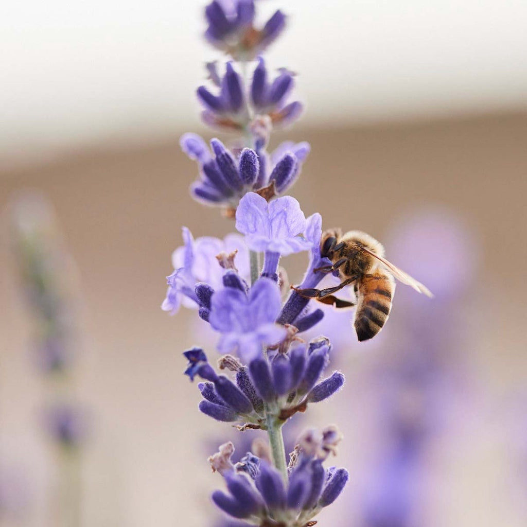 Lavender Body Oil 100 ml.